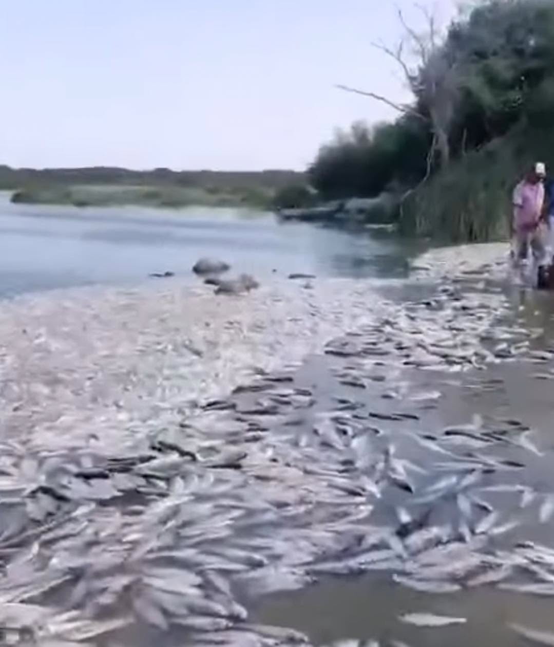 Alerta en el sur de Tamaulipas mortandad de peces, expone crisis en sistema lagunario