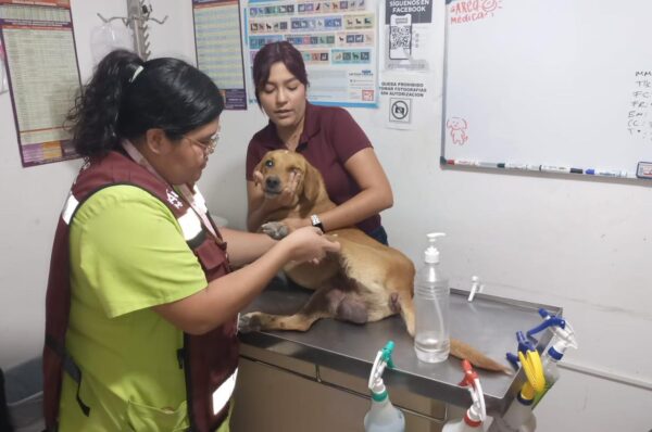 Indignación en Altamira por brutal agresión a perrito callejero en el fraccionamiento Canarios
