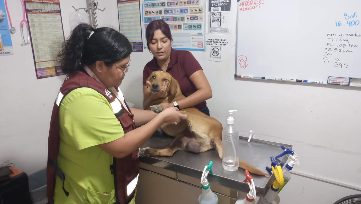 Indignación en Altamira por brutal agresión a perrito callejero en el fraccionamiento Canarios