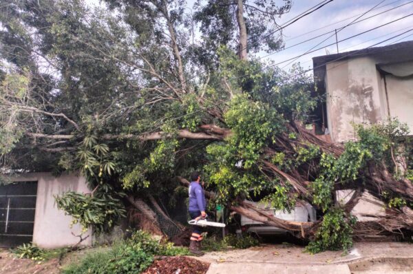 Árbol colapsa y derriba cables en la colonia Las Brisas de Altamira