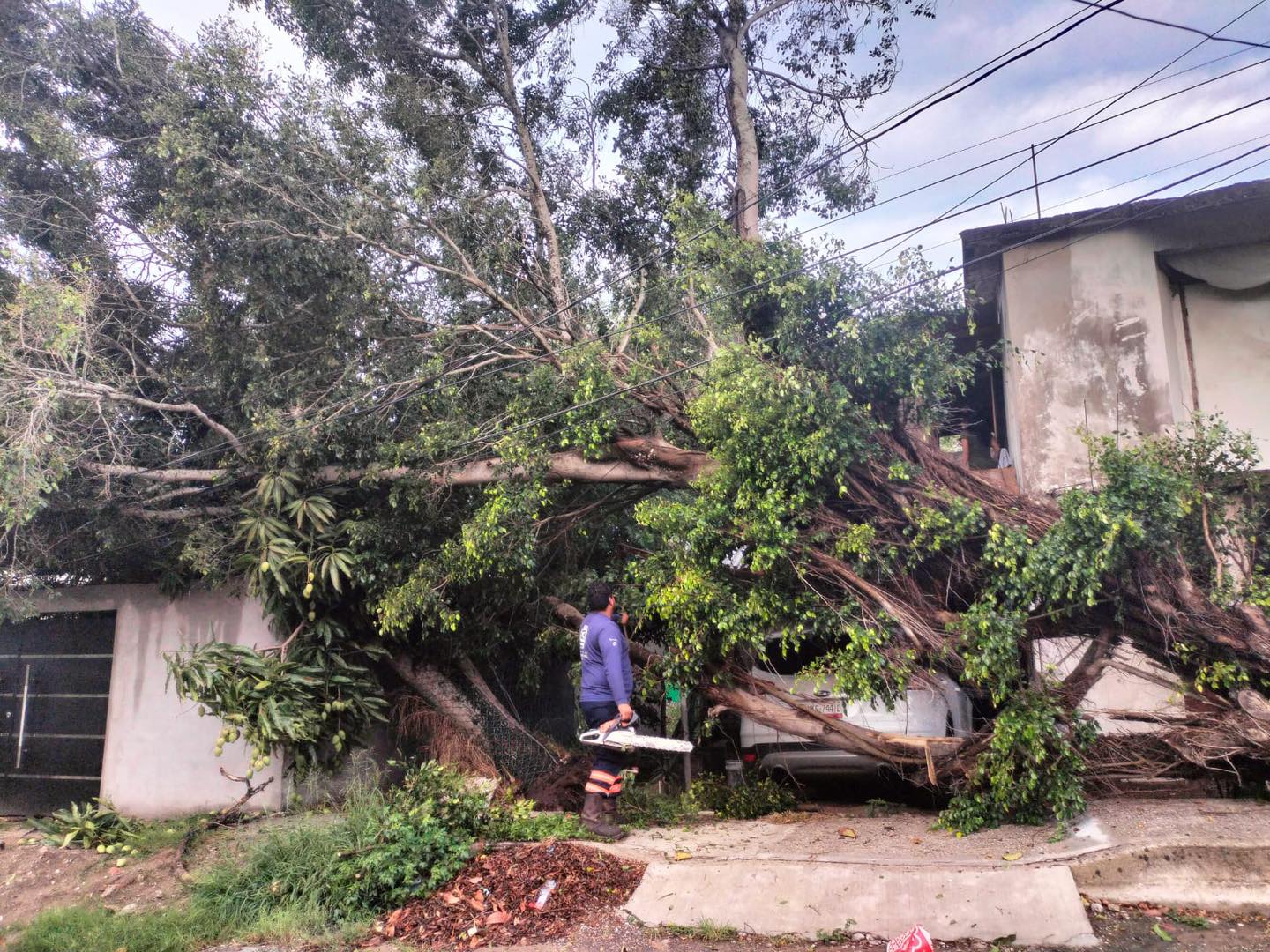 Árbol colapsa y derriba cables en la colonia Las Brisas de Altamira