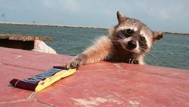 Animalistas denuncian desaparición de cerca de 100 mapaches en Playa Miramar