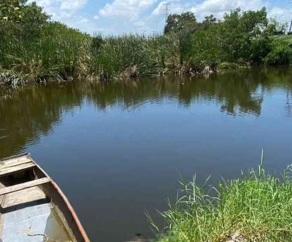 Cocodrilo arrastra cadáver en laguna de Tampico
