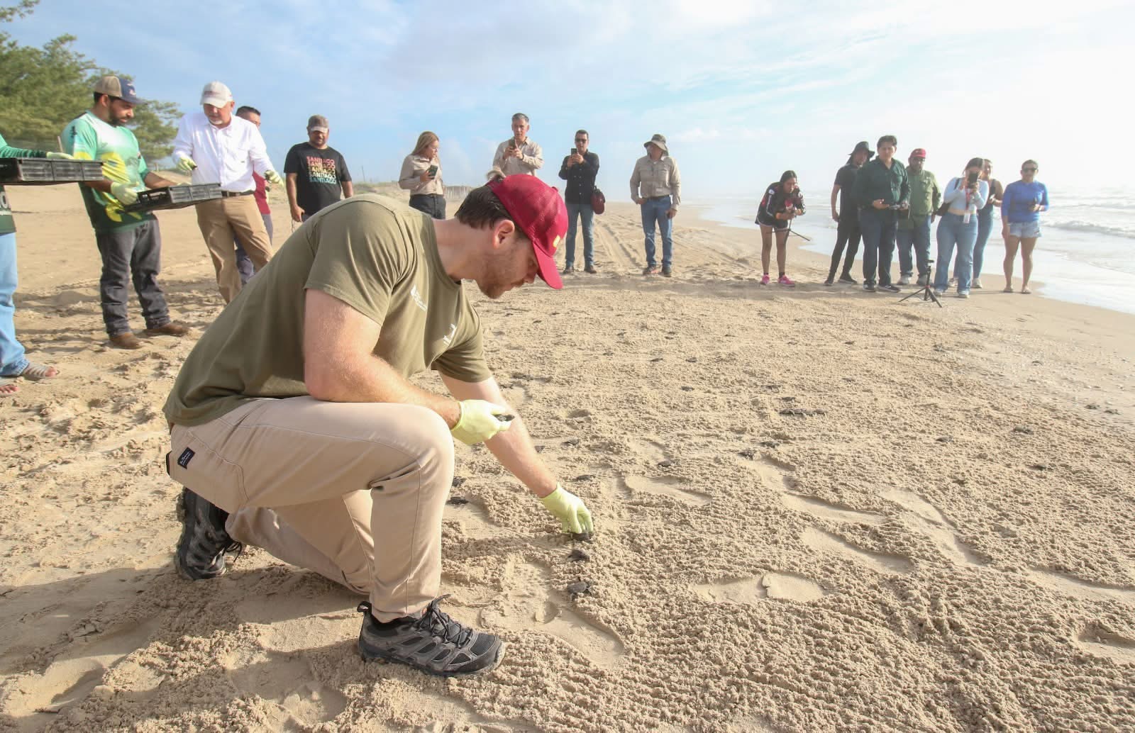 Consolida Tamaulipas liderazgo en la protección de la tortuga lora
