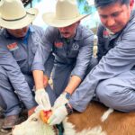Refuerza la UAT brigadas de contención frente al gusano barrenador en Tamaulipas